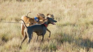 Grooming Your Italian Greyhound: A StepbyStep Guide