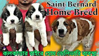 Pure Home breeding Saint Bernard puppy in Kolkata ( west Bengal)