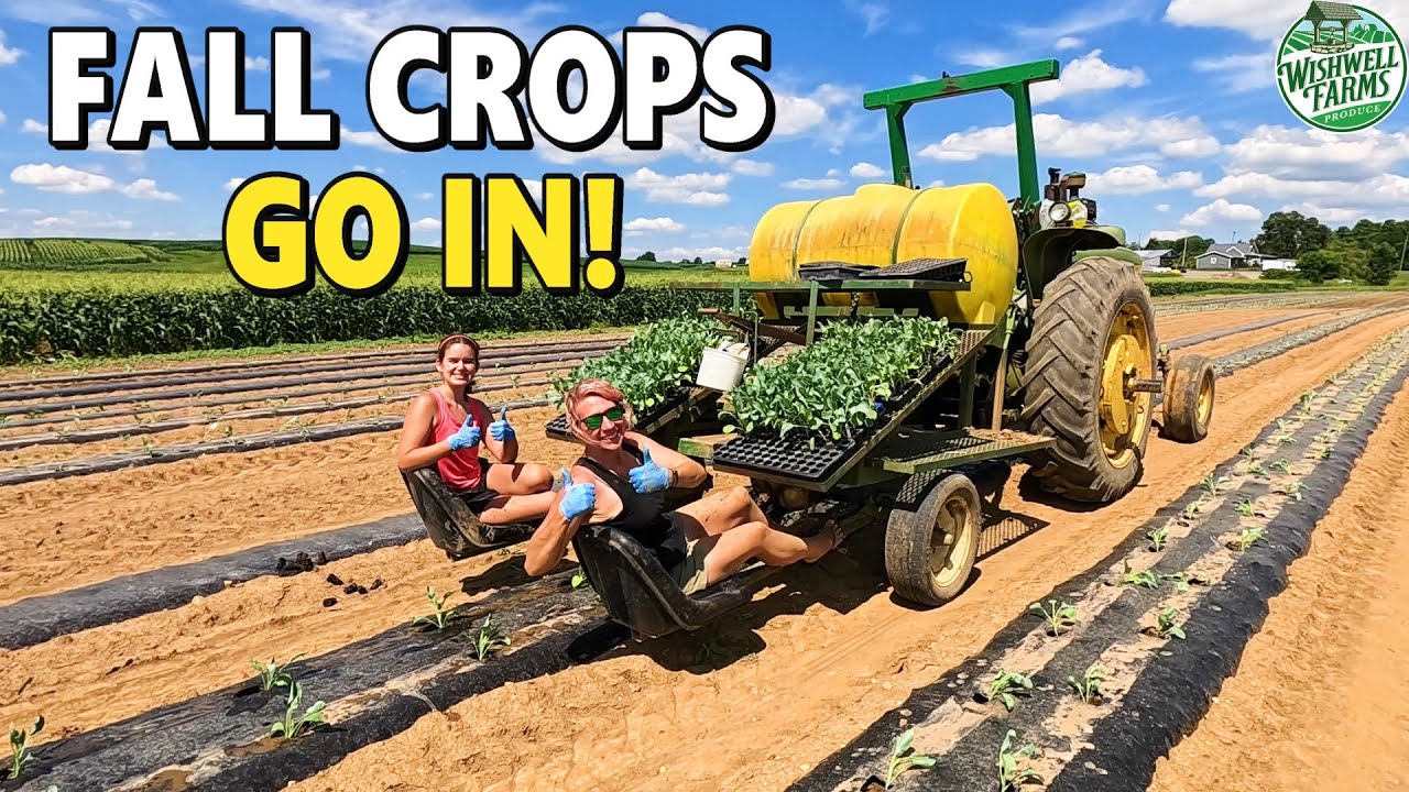 Transplanting 6,000 Plants for Fall – The Hidden Work Behind a Harvest