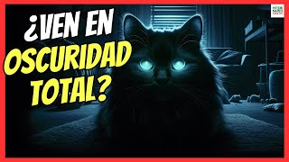 ¿LOS GATOS VEN EN LA OSCURIDAD TOTAL?