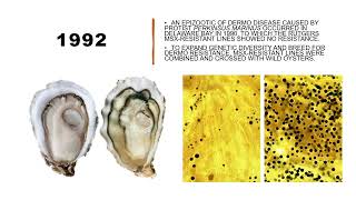 Brookdale Science Monday | 4/27/26 | Oyster Breeding Program at the Rutgers Cape Shore Laboratory