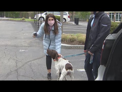 Reporter Busts Accused Dognapper on Live TV