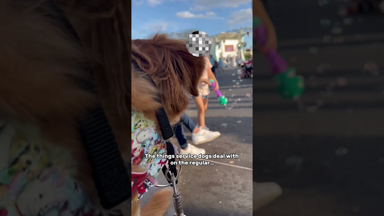 Service Dog Gets Pet By Little Kid Without Permission Servicedog
