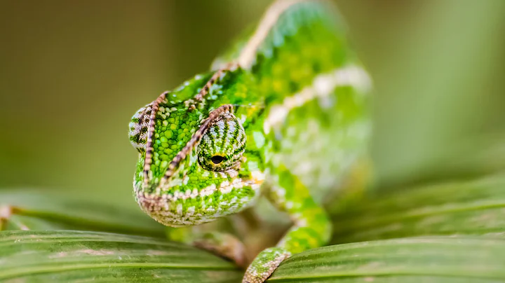 Chameleons' Insane Tongues Captured in Super Slow-Mo