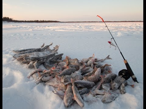 показать зимнюю рыбалку в ямало ненецком округе