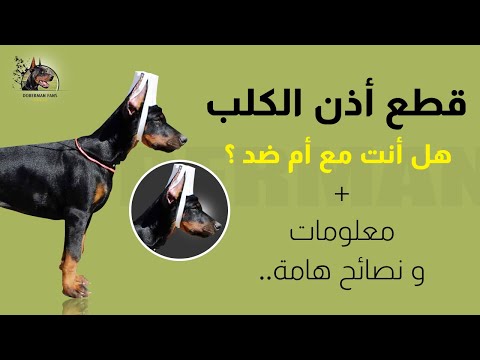 فيديو: كيفية وضع آذان دوبيرمان