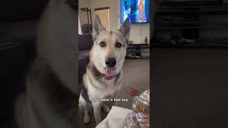 Funny and cute dogs compilation#funnydogs#cute#doglover#doglife#cure#dogshorts#pet#doglife#dogshorts