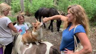 CUTE CORGI  performing tricks on horseback by Corgi Bliss 222 views 1 year ago 16 seconds