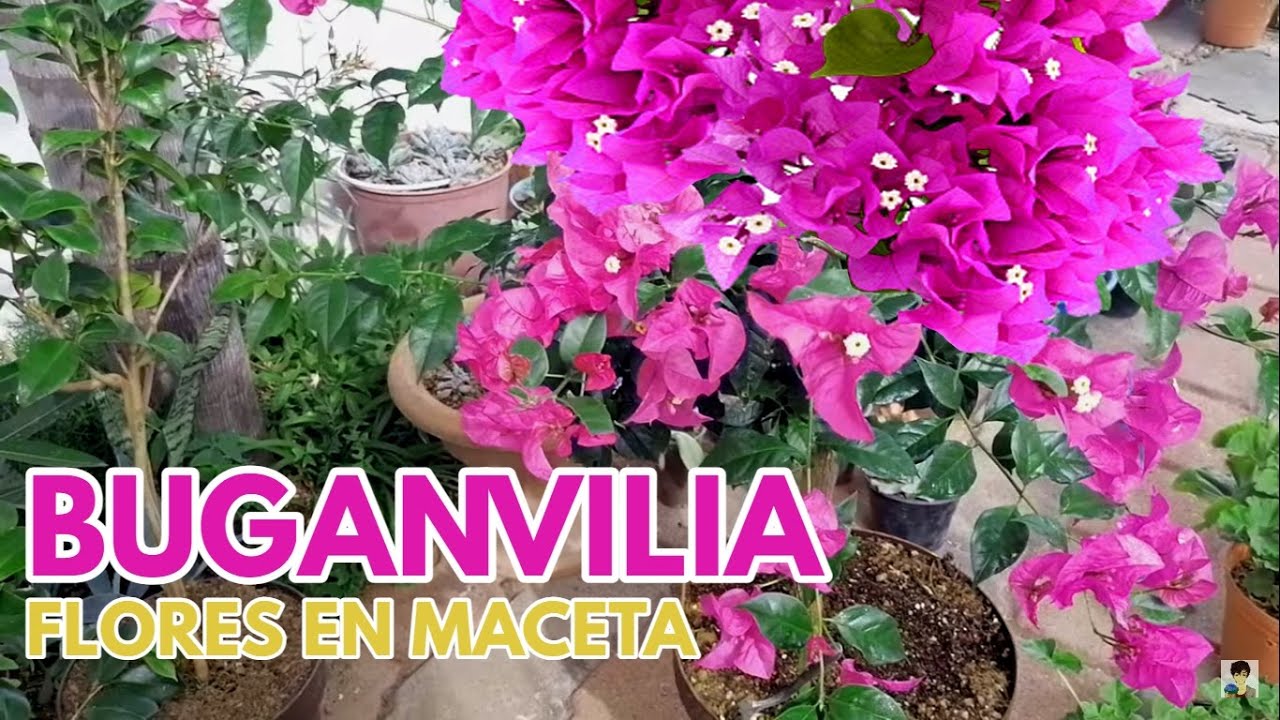 buganvilia en maceta flores y cuidados CHUYITO JARDINERO - YouTube