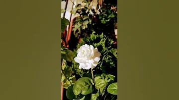 الورده البيضاء 