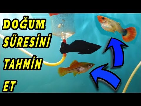 Video: Mollylerin Hamileliği Nasıl Belirlenir