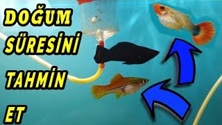 CANLI DOĞURAN BALIKLARIN NE ZAMAN DOĞURACAĞINI NASIL ANLARIZ ?