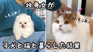 かわいすぎる猫と子犬と暮らす独身女の朝が幸せすぎた【成長記録17】