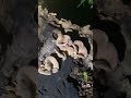Late night mushroom mania