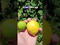  los limones no existen