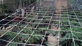 Indoor Candyland Grow: Day21 In Veg
