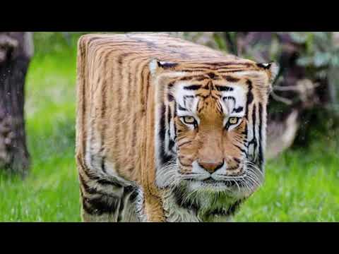 1 Bit 2 Bit 4 Bit 8 Bit 16 BIT 32 Bit 128 Bit 256 Bit 512 Bit 1024 Bit 2048 Bit 4096 Bit (TIGER Bit)