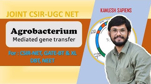 Agrobacterium Mediated Gene Transfer | Important topic for CSIR NET, DBT, Gate and NEET | detailed