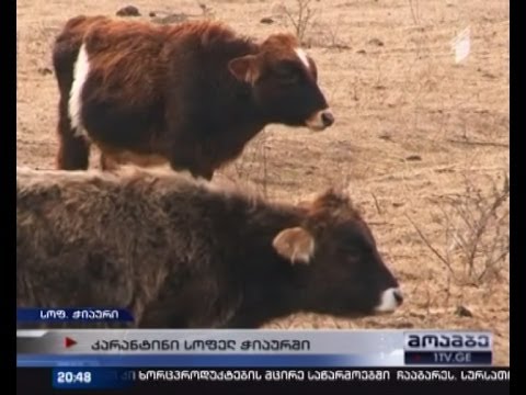 ცოფის შემთხვევა კახეთში - ლაგოდეხის რაიონში კარანტინი გამოცხადდა