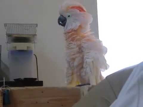 うちのアレックス。Cacatua moluccensis,Moluccan Cockatoo