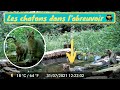 LES SUPERBES CHATONS SAUVAGES DANS L&#39;ABREUVOIR FORESTIER - Best of Juillet 2021