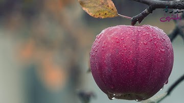 القارئ وديع اليمني - سورة الدّخان