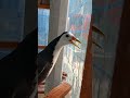 The Joy of My Singing Water Hen Companion #Shorts