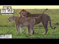 Lion Honeymoon At Sunrise | Maasai Mara Safari | Zebra Plains