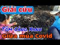 Giải Cứu Tôm Càng Xanh| Thu Hoạch Giữa Mùa Covid _ Văn Nới audio
