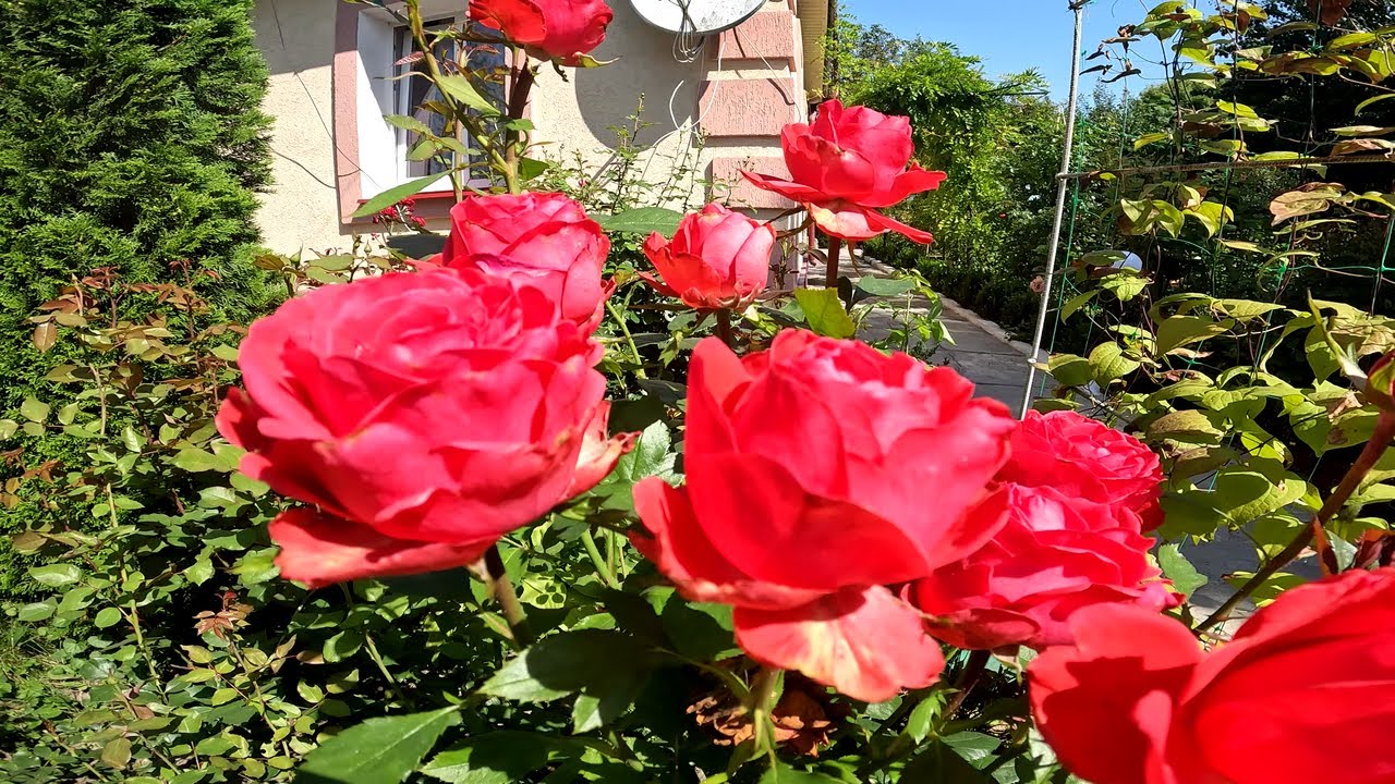 СЕКРЕТ, ЯКИЙ МАЛО ХТО ЗНАЄ: Секрет гарного цвітіння  плетистої троянди. Моє спілкування з рослинами.