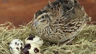 طريقة زيادة انتاج البيض طائر السمان.How to increase the production of eggs quail