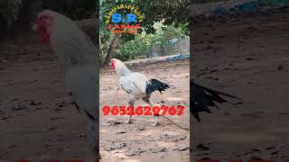 k. Kota #sr farms#natu kollu#jathi kollu #famas jathi kollu ##famas natukolu. KAMAVARAPUKOTA