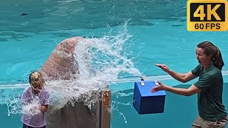 Sea Lion & Otter Spotlight (Show Completo 4K) SeaWorld Orlando - 16 AGO 2023