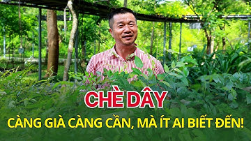 Cây chè dây - Càng già càng cần mà ít người biết đến!