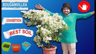 How to grow bougainvillea? best soil for bougainvillea , growth fertilizer for bougainvillea !