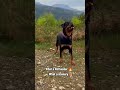 Unbelievable Rottweiler, with the most breathtaking scenery🔥#dog #dogs #rottweiler #nature #doglover