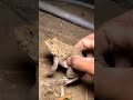 Boing catch frogs funny | froggy catch funny wep wep | funny froggy #shorts #frog
