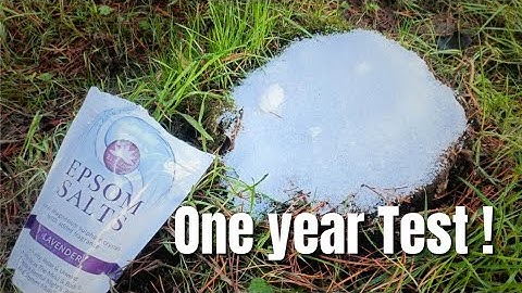 The Easiest way to remove a tree stump! using Epsom salts - One Year Test - Does It Work?