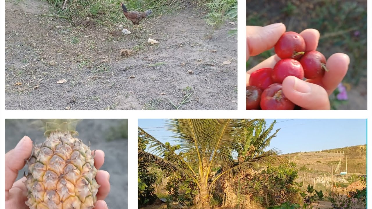 Limpando mato / colhendo frutas