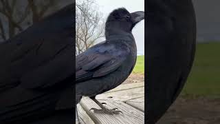 Park Perks: A Cheerful Start to Your Day 🐦‍⬛🌿 @RakasuCrow