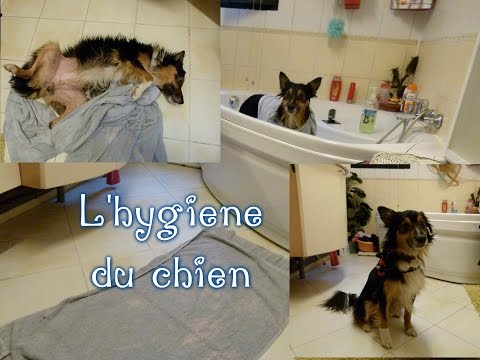 Vidéo: Comment former un chiot à prendre un bain