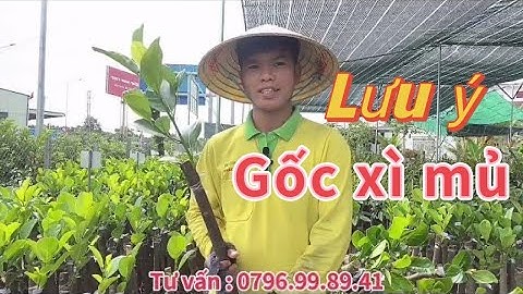 Cách chọn cây giống MÍT RUỘT ĐỎ XƠ VÀNG trồng phát triển nhanh - cây giống HOÀNG CAI LẬY