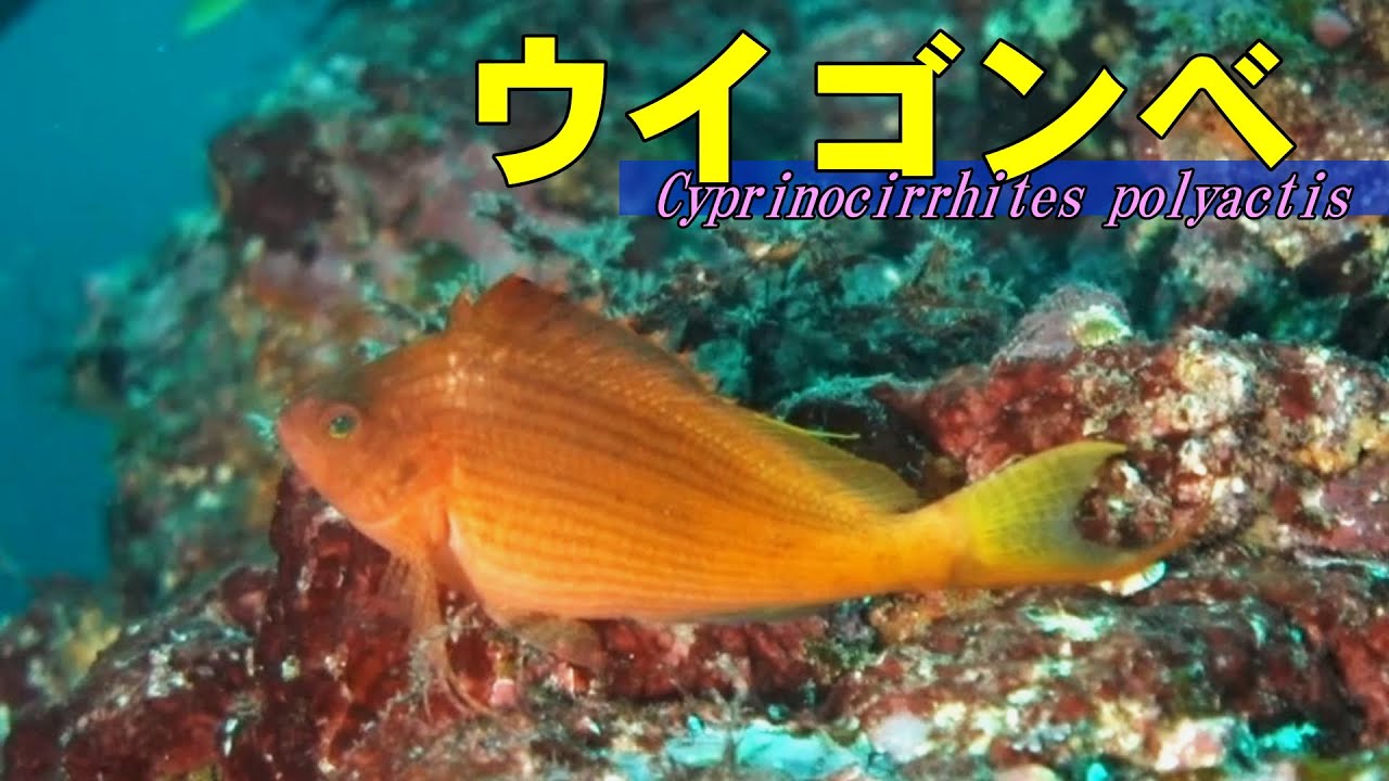 ウイゴンベ 】宇井縫蔵の宇井ゴンべ Cyprinocirrhites polyactis - YouTube