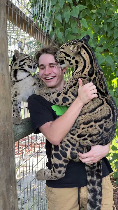 CLOUDED LEOPARD LICKS MY FACE🐯👅