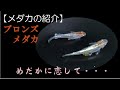 【めだか恋】ブロンズ　2020親魚メダカの紹介。