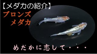 【めだか恋】ブロンズ　2020親魚メダカの紹介。