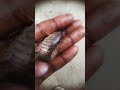 इस तरह एक मछली पकड़ने कि टेक्नीक है 🐠 Fishing video !! Kam Pani me mili snake fish #shorts #viral #