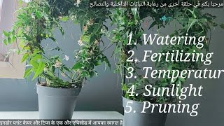 Indoor Jasmine care and tips. Temperature is an important factor for growth of Jasminum Polyanthum