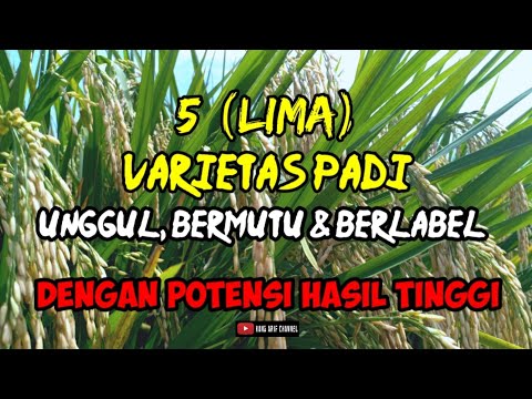 Video: 5 Varietas Wain Putih Yang Layak Untuk Penuaan Cellar