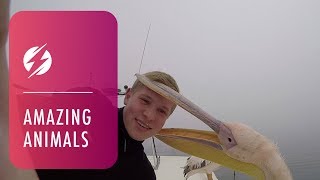 Naughty Pelican Bites Photographer During Selfie